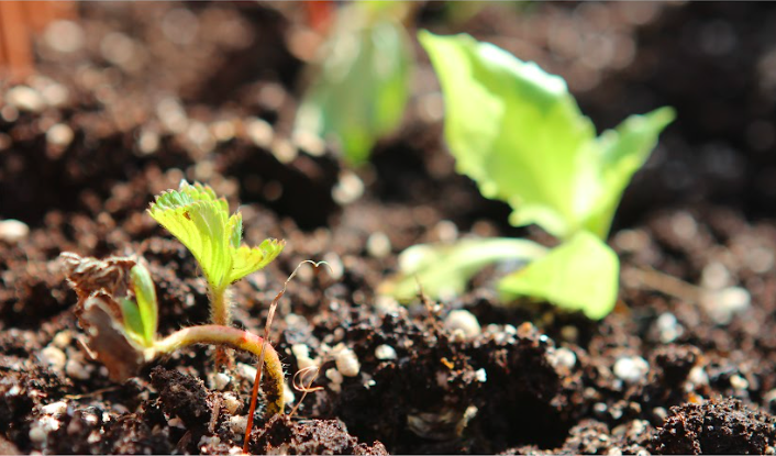 Çocuklar İçin Pratik Eğitim: İyi Tarım Uygulamaları Başladı! / Pratictical Training: Good Farming Practices Started!